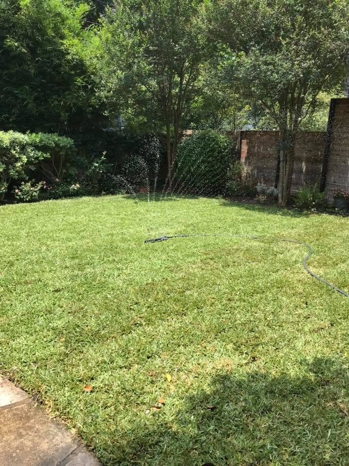 Green backyard lawn bordered by established trees and shrubs