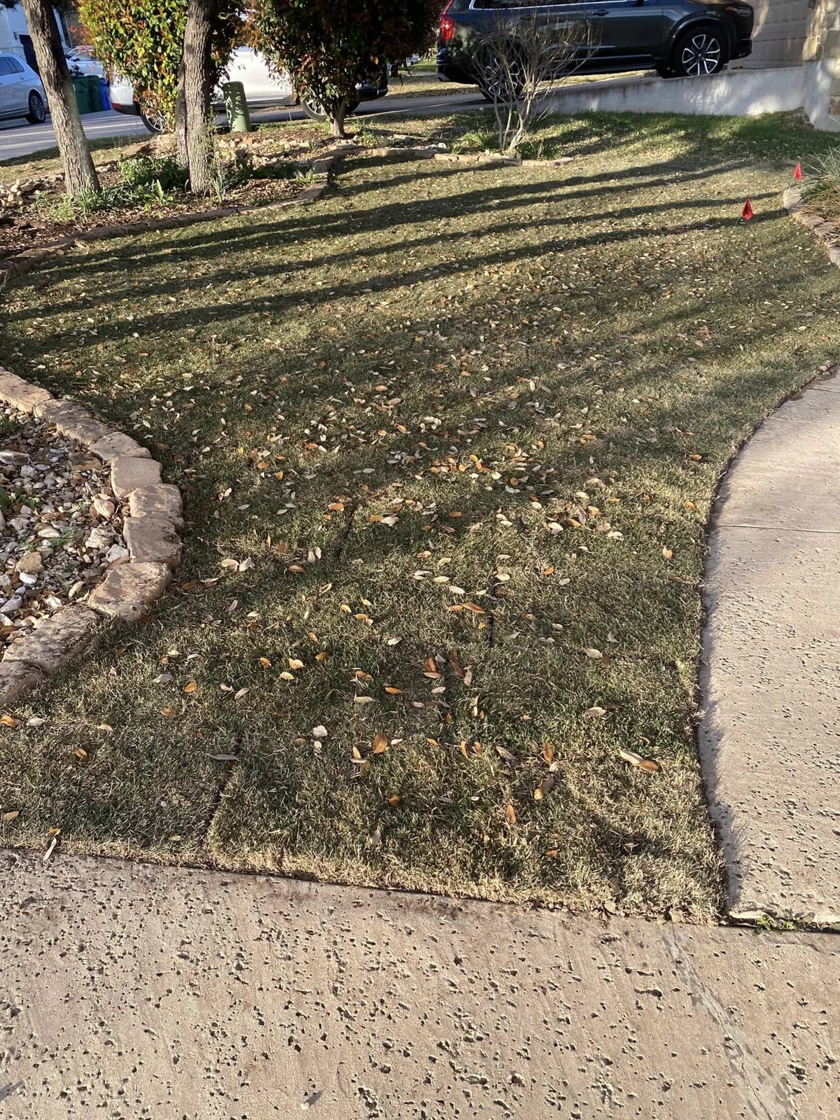 Autumn leaves on a lawn and garden borders ready for seasonal cleanup
